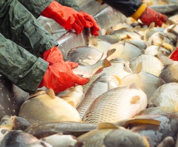 Fisheries branch raises concerns over disciplinary matters