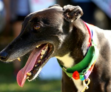 Bulletin – Greyhound Welfare and Integrity Commission