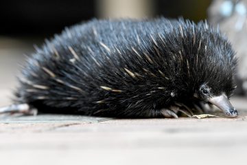 Taronga Conservation Society Australia: Sydney and Dubbo members' meeting notice