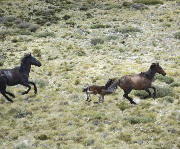 Kosciuszko National Park Feral Horses - Canberra Times 1 Sep 2020