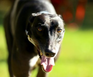 Greyhound Welfare and Integrity Commission Joint Consultative Committee