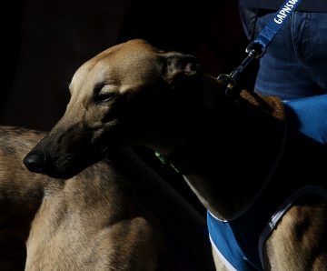 PSA Meeting with Greyhound Welfare Integrity Commission – COVID-19 Concerns