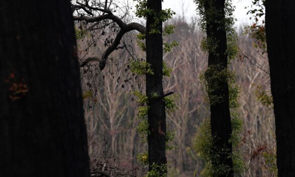 Local Land Services: Departmental Committee and LLS Award discussions