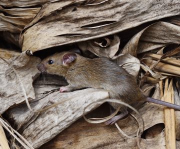 SAFETY ALERT: Mouse plague in NSW