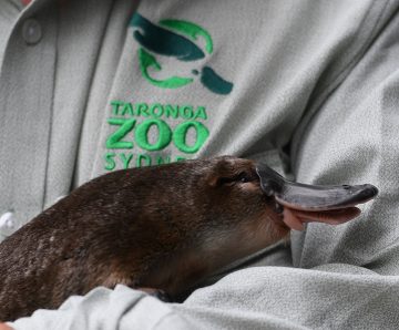 Taronga Zoo Joint Consultative Committee update: Keepers, grade progression and more