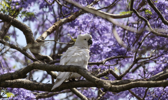 Botanic Gardens: PSA members meeting notice