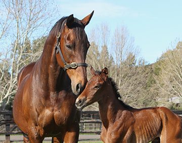 Housing workplace bullying survey: Hunter