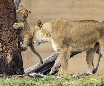 Taronga: Have you been hit with an overpayment?