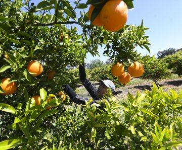 Troy Wright, Assistant General Secretary of the Public Service Association, on the invasive species announcement