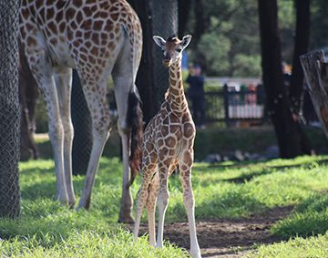 Results of Dubbo electorate survey