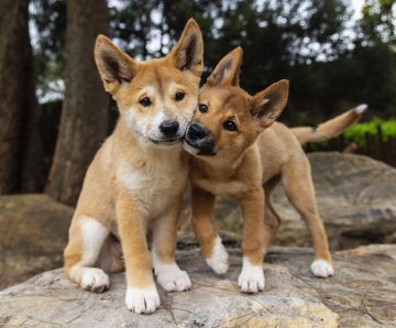 Attending Service NSW Offices to renew your Working with Children Check