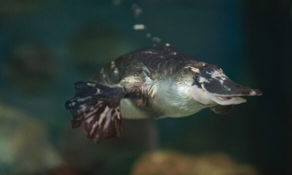 Functional realignment of DCCEEW’s Governance and Legal Division