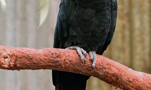 PSA Members’ Meeting: Taronga Conservation Society Australia – Sydney and Dubbo