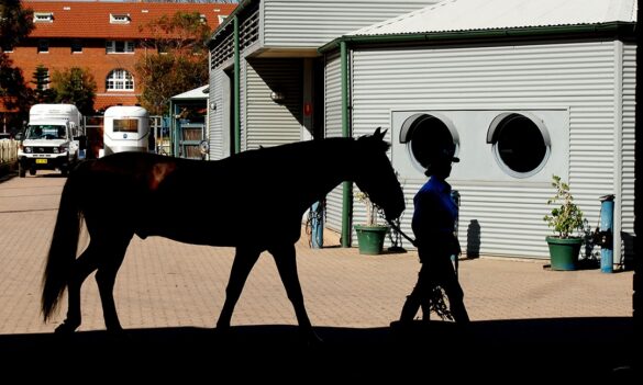PSA directs Grooms work to rule from 18 November 2019
