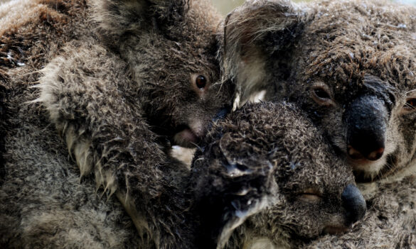 CPSU NSW gears up for fight over Forestry sale