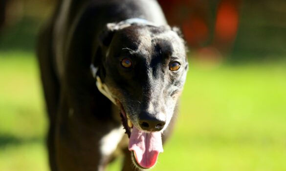 Greyhound Welfare and Integrity Commission Joint Consultative Committee