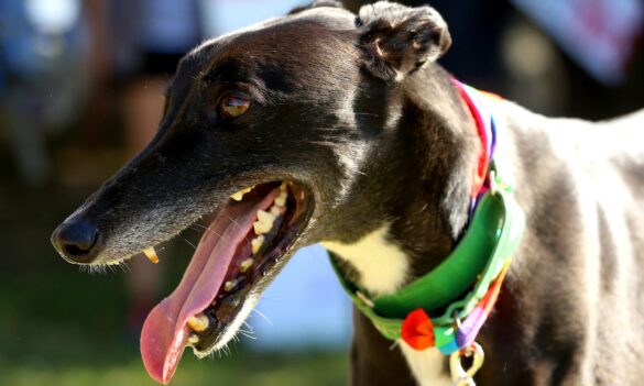 Bulletin – Greyhound Welfare and Integrity Commission