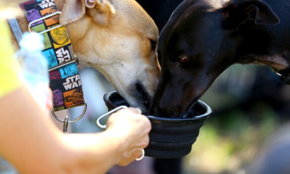 Update on PSA negotiations with GWIC