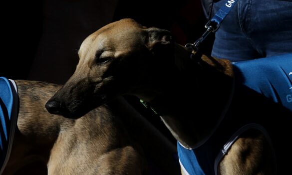 PSA Meeting with Greyhound Welfare Integrity Commission – COVID-19 Concerns