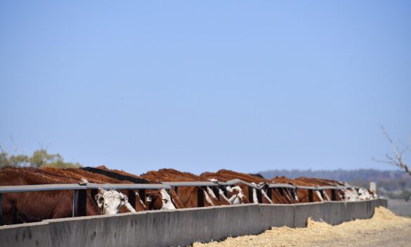 Members’ BBQ at Inverell