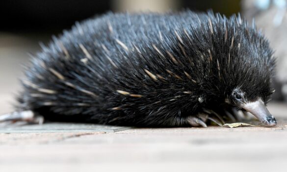 Taronga: temporary closure