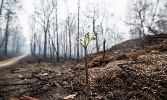 We need to hear from you: Fill out the PSA Bushfire Survey
