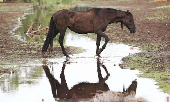 WaterNSW Update: Joint Consultative Committee reportback