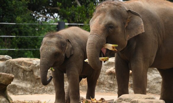 Important PSA Meeting – Wednesday, 14 October 12pm @ the Horticulturalists’ Shed – Social Distancing Measures apply