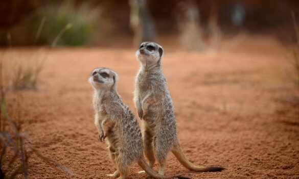 Taronga Mental Health Survey results
