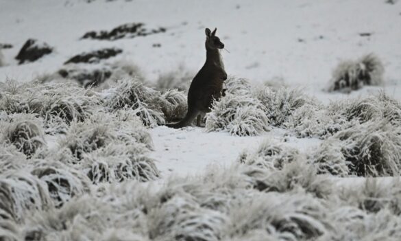 NPWS stimulus package