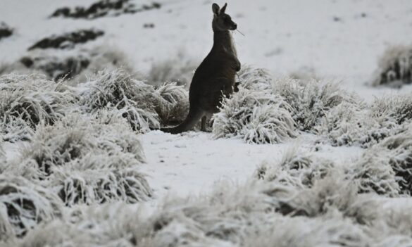 National Parks and Wildlife Service Joint Consultative Committee meeting: March 2021