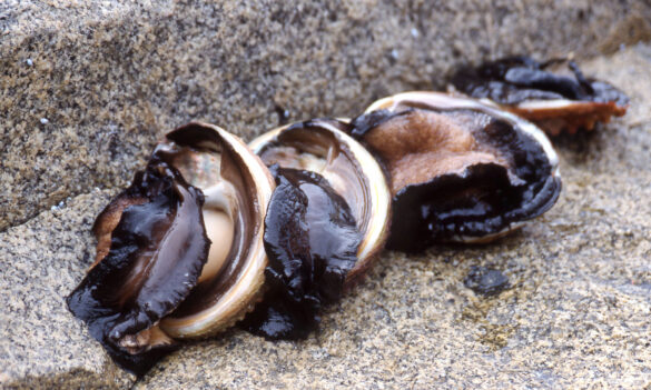 The votes are in: Fisheries members vote for pay rise