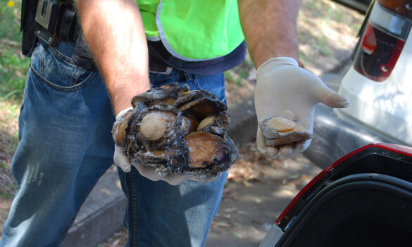 DPI Fisheries – NSW IRC Recommendations & Operation of Current Work Bans