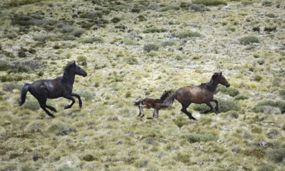 Kosciuszko National Park Feral Horses – Canberra Times 1 Sep 2020