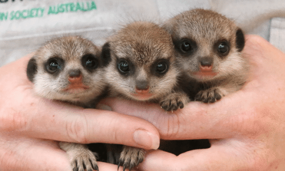 Taronga: rightful entitlements during the COVID-19 pandemic