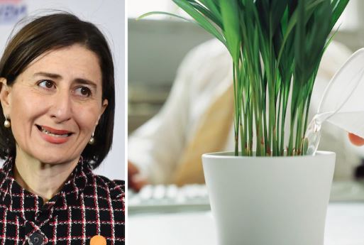Public servants outraged over NSW government’s $1.2 million spend on indoor plants – 7 News 10 June 2020