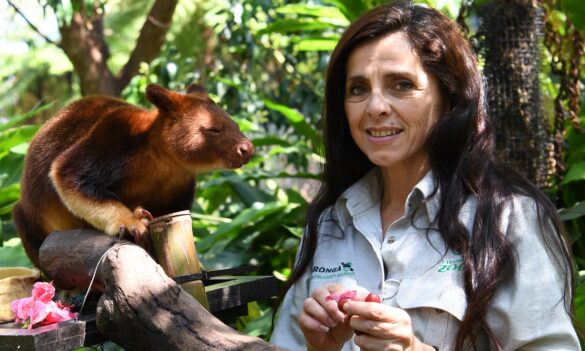Zoo JCC update