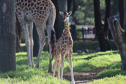 Taronga Western Plains Zoo Members’ Meeting: Pay Rise Update and Delegate Nominations