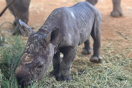 Workplace Health and Safety Essentials, Bullying & Mental Health training coming to Dubbo