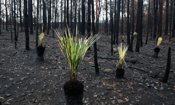 Money to Burn: Politics in the Pub event on the NSW Coalition Government’s response to Black Summer