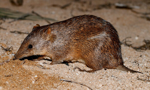 National Parks and Wildlife Service update