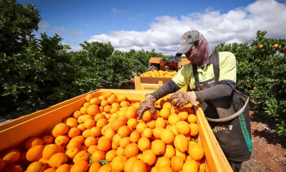 Deputy Premier’s plan for fruit picking public servants highlights regional jobs failure