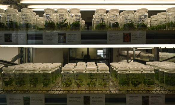 Royal Botanic Gardens and Domain Trust Horticulturalists’ Teams meeting: Friday 12 August 2022
