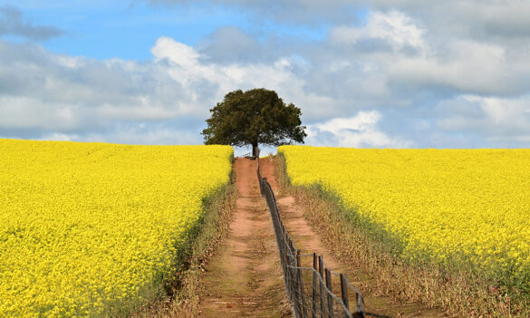 Local Land Services Award negotiations and your newly elected PSA Departmental Committee