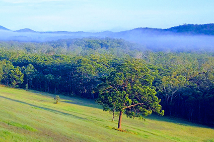 PSA Community Services update for Northern NSW, Mid North Coast and New England