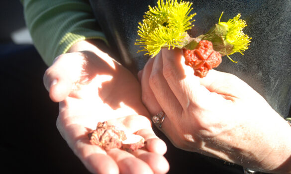 PSA lunch and meeting: Mt Annan Botanic Gardens