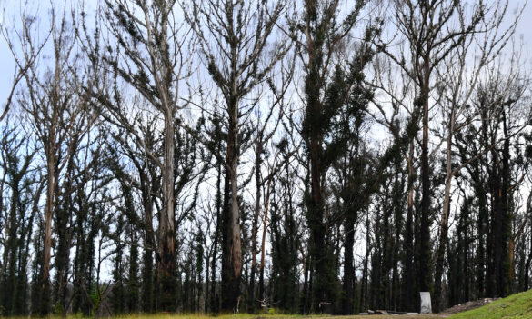 Reminder to have your say on the Rural Fire Service Award