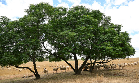 Vacancies on the Department of Regional NSW Departmental Committee