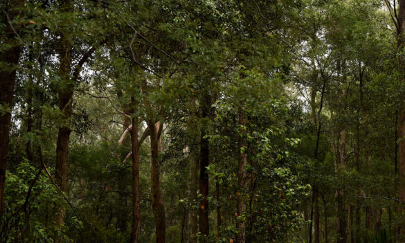 NPWS Bulletin – August Update