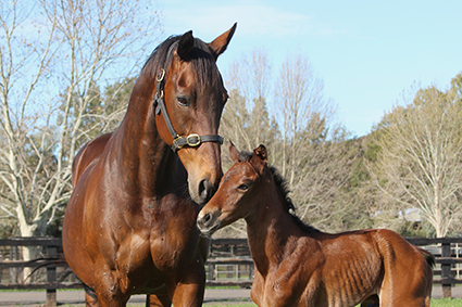 Housing workplace bullying survey: Hunter